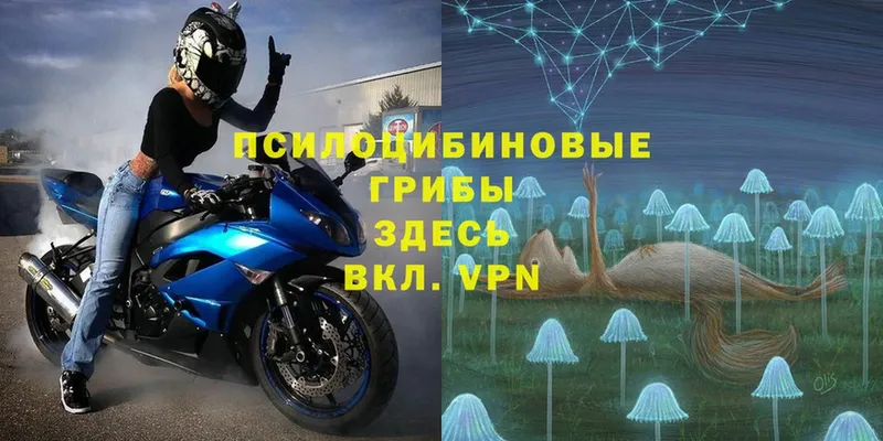 omg ССЫЛКА  Горняк  Псилоцибиновые грибы Magic Shrooms  как найти  